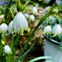 カランコエ,カランコエ,スノーフレーク,スノーフレーク,スノーフレークの画像