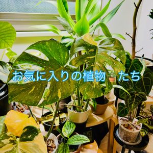 モンステラ,ウンベラータ,エバーフレッシュ,アガベ,フィカス　ウンベラータの画像