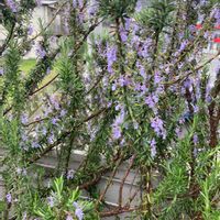 セイヨウニンジンボクの画像