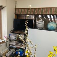 ユキヤナギの画像