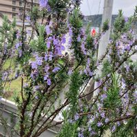 セイヨウニンジンボクの画像