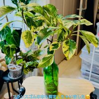 ウンベラータ,フランスゴムの木,フィカス　ウンベラータ,フィカス・ルビキノーサ,森林浴の画像