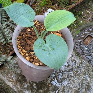 ギボウシ,Hosta 'Sapphire Pillows',シェードガーデン,ホスタ,魅惑のホスタの画像