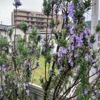 セイヨウニンジンボクの画像