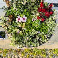 タイム,斑入りグレコマ,イリュージアピンクラテ,さわやかな香り,斑入りグレコマの花の画像