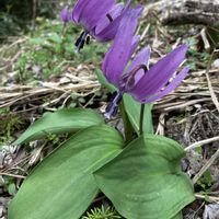 カタクリ,カタクリ,ショウジョウバカマ,ショウジョウバカマ,ワサビの画像