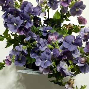 キッチンの画像