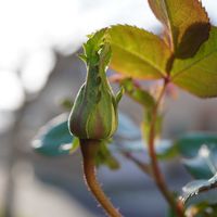 バラ,バラ,薔薇,薔薇,アンドレ グランディエの画像