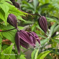 クレマチス,ガーデニング,庭の花,いつもありがとう♡,花のある暮らしの画像