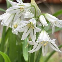 アリウム,マムシグサ,ガーデンシクラメン,オレガノ ケントビューティー,ストロビランテスの画像