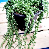 グリーンネックレス,ポトスエンジョイ,室内,雨の画像