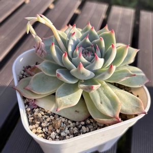 多肉植物,花芽,名無しさん。,多肉植物のある暮らしの画像