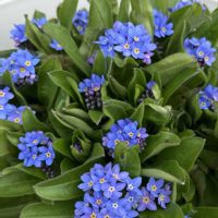 アジュガ,オダマキ,キンセンカ,ネモフィラ,ルピナスの画像