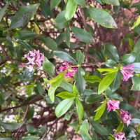 ジンチョウゲの画像