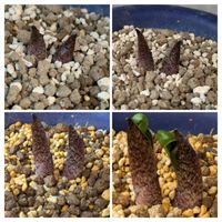 カンアオイ,テンナンショウの画像