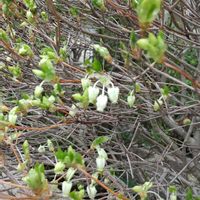 ドウダンツツジの画像