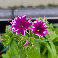 フロックス,フロックス ポップスター,鉢植え,明るい日陰,プランターの画像