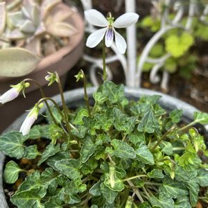 スミレ,鉢植え,可愛い,山野草,シェードガーデンの画像