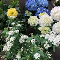 コデマリ,ダリア,あじさい,ベランダガーデニング,ベランダの画像