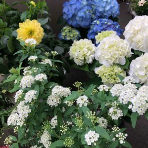 コデマリ,ダリア,あじさい,ベランダガーデニング,ベランダの画像