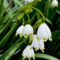 スノーフレーク,球根植物,山野草,多年草,ヒガンバナ科の画像