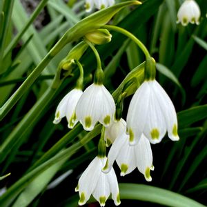 スノーフレーク,球根植物,山野草,多年草,ヒガンバナ科の画像