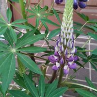 ルピナスの画像