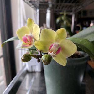 デンドロビューム,胡蝶蘭の花,窓辺 リビングの画像