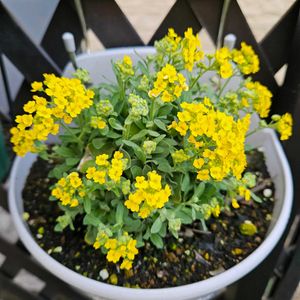 アリッサム　サクサティーレ　サミット,鉢植え,明るい日陰,プランター,ガーデニング初心者の画像