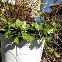 カレックス,ツタバウンラン(蔦葉海蘭),今日も元気で,お花に癒されて^ ^,いつも見てくれてありがとう♥︎∗*ﾟの画像