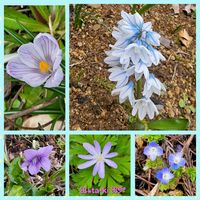 オオイヌノフグリ,キクザキイチゲ,クロッカス,スミレ,プシュキニアの画像