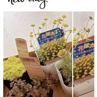 セダム,花ほたる,ホムセンの画像