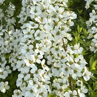 ユキヤナギ,花のある暮らし,緑のある暮らし,春の散歩,春の気配の画像