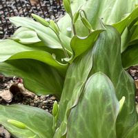 クリスマスローズ,シャクヤク,ムスカリ,黄花カタクリ,黄花コスモスの画像