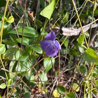 ツルニチニチソウの画像