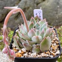 エケベリア,ゆうこさん作品,多肉植物,エケベリアの花,かわいいお花の画像