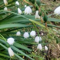 スノーフレーク,ボタン,癒される,花のある暮らし,さくら 桜 サクラの画像