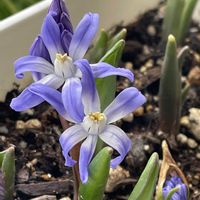 チオノドクサ,2025年“ 秋 “ ｱﾛの秋植え球根♡の画像