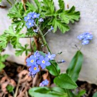 ワスレナグサ,ムラサキ科,平和を願う,青い花マニア,美しく青きドヨウの画像