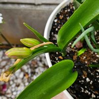 チューリップ,原種チューリップ,鉢植え,明るい日陰,プランターの画像