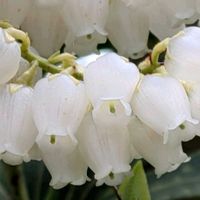 アセビ,イカリソウ,スギナ,チューリップ,馬酔木の画像