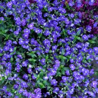 オオイヌノフグリ,ビオラ,ベロニカ・オックスフォードブルー,フラサバソウ,繋がりに感謝✨の画像