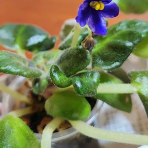 セントポーリア,スノーウィダリア,リル グリンプス オースプリング,葉挿しの画像