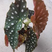 ベゴニア,ベゴニア マクラータ,ベゴニア マクラータ,ベゴニア マクラータ,水玉模様の画像