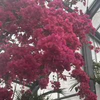 ブーゲンビリア,堺市都市緑化センター,雨の温室の画像