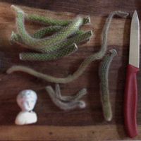 サボテン,ヒモサボテン,ヒルデウィンテラ,ヒルデウィンテラ,金紐の画像