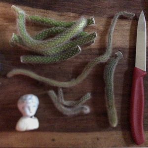 サボテン,ヒモサボテン,ヒルデウィンテラ,ヒルデウィンテラ,金紐の画像