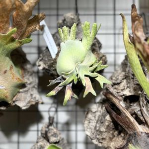  ビカクシダ,家庭園芸,バクテリア　スポア,リビング・ダイニングの画像