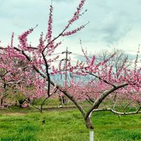 モモ,桃源郷,桃の花,iPhone撮影,春の訪れの画像