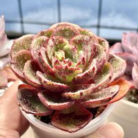 成長記録 レッドファンタジア,エケベリア レッドファンタジア,神奈川タニラー,多肉男子,バルコニー/ベランダの画像